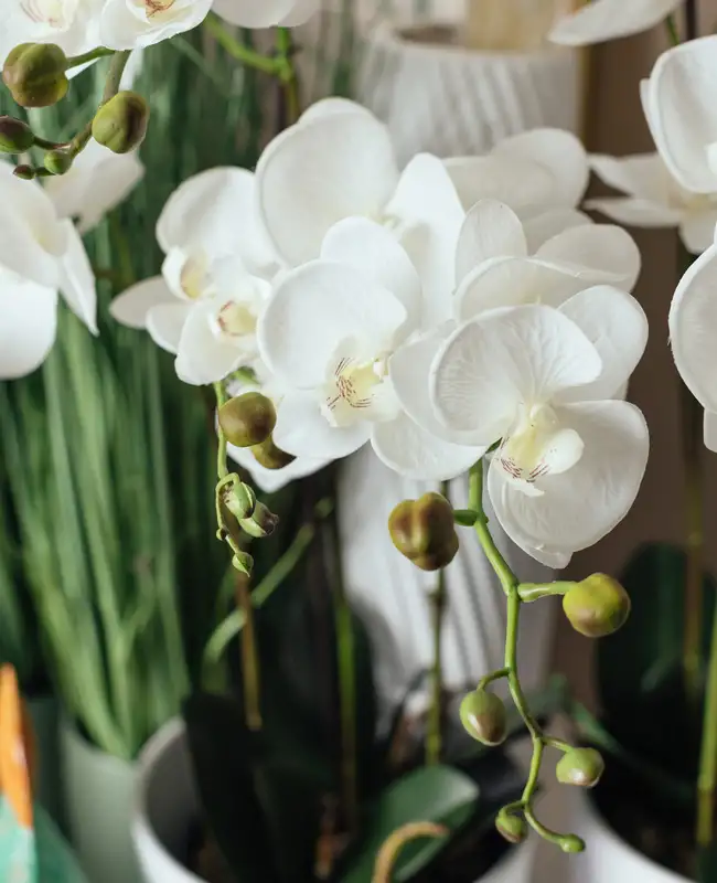 Fiori artificiali - orchidee