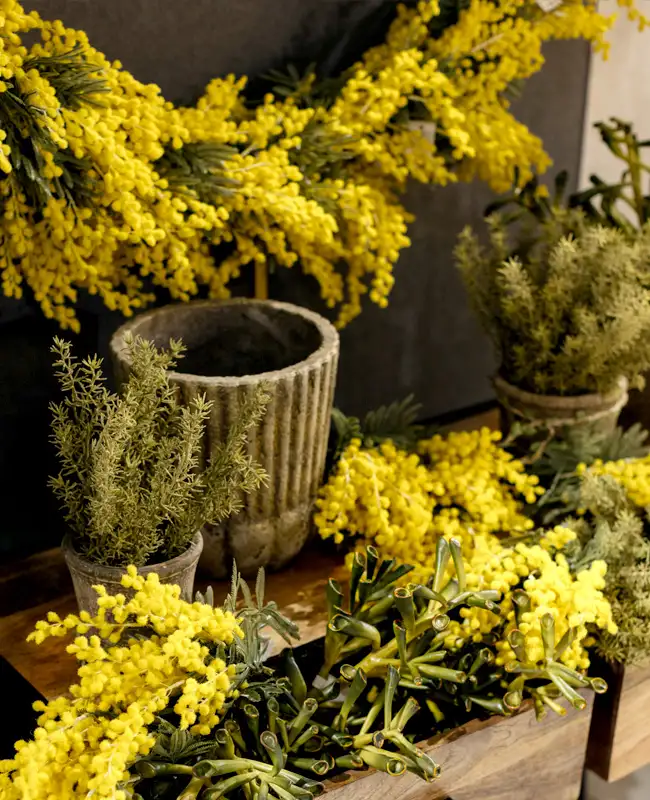 Mimosa artificiale