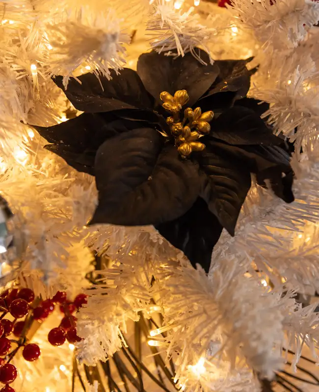 Stella di Natale nera